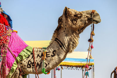 View of camel against the sky