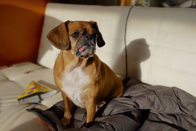 Close-up of dog sitting at home