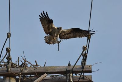 Low angle view of eagle flying in sky