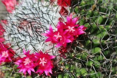 Close-up of pink flowers