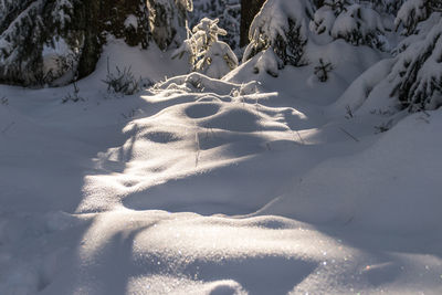 Scenic view of snow covered tree