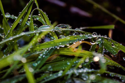 Close-up of wet plant leaves during rainy season