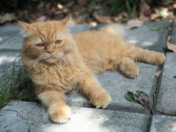 Portrait of ginger cat on footpath