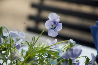 Close-up of purple flowers