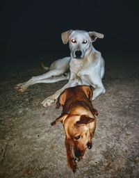 High angle view of dog on floor