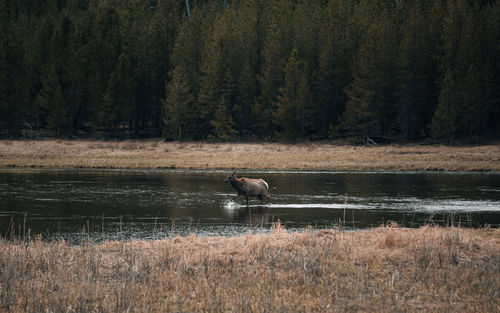 View of ducks in the forest