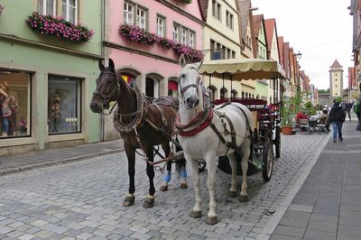 Two horses are harnessed to carts for driving tourists in rothenburg ob der tauber, germany.