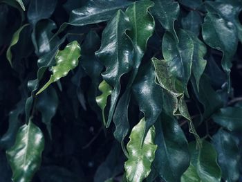 Full frame shot of fresh green leaves