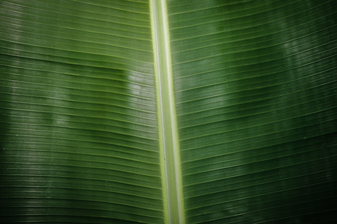 FULL FRAME SHOT OF PALM LEAF