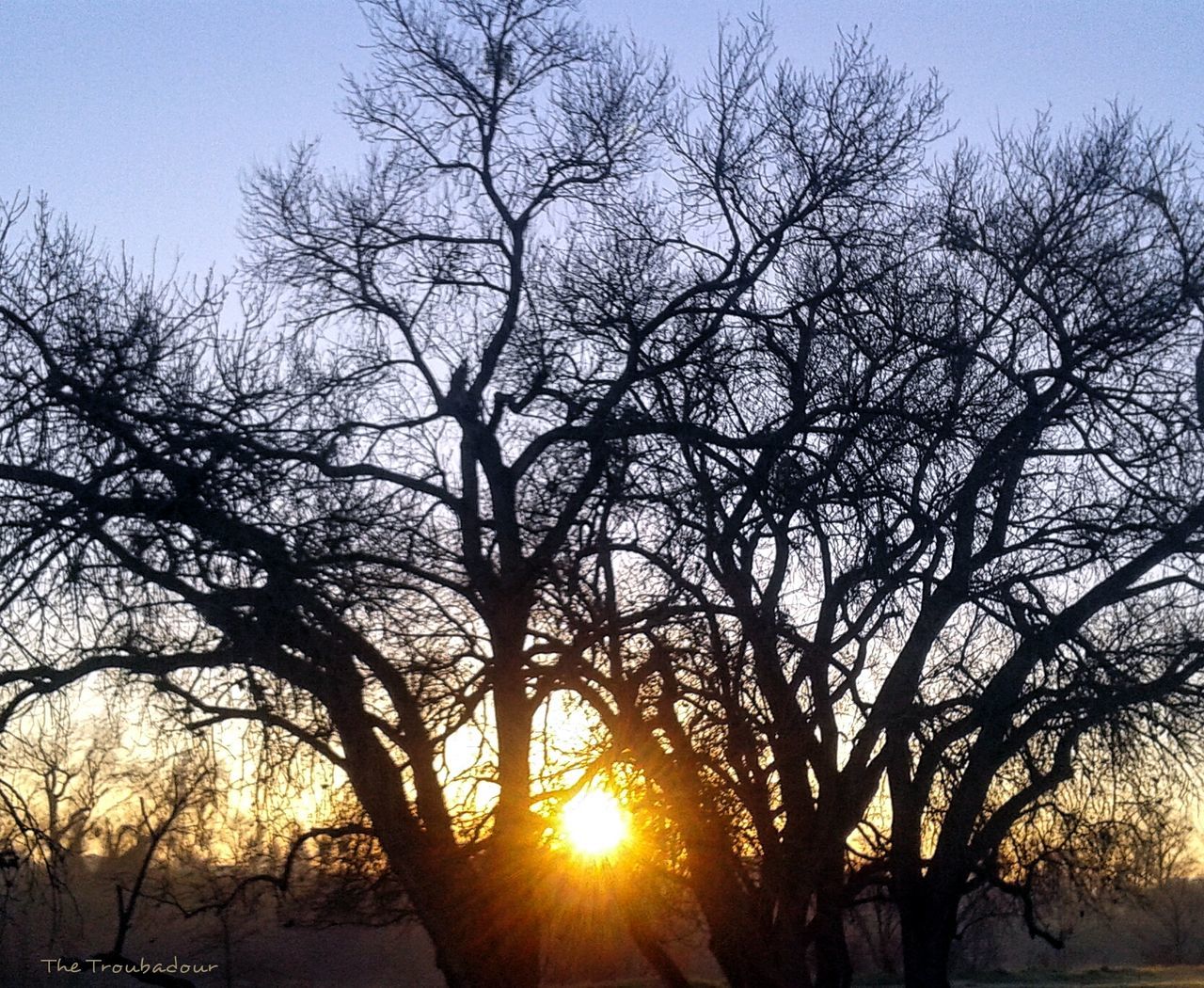 SUN SHINING THROUGH TREES