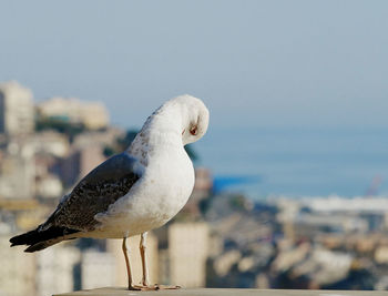 Close-up of seagull perching on a beach