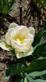 Close-up of flower blooming outdoors