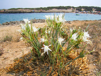 Close-up of plants growing on beach against sky