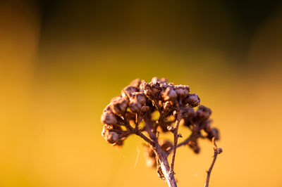 Close-up of wilted flower