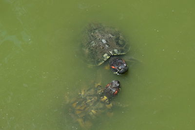 High angle view of turtles swimming in lake