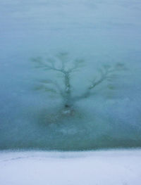 View of snow covered trees