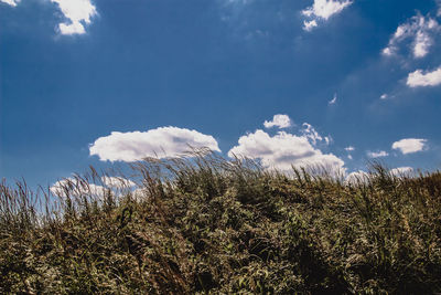 Low angle view of trees against sky