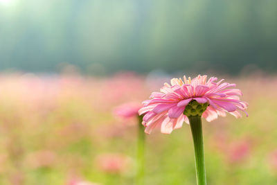 Close-up of pink flowering plant on field