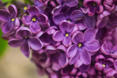 Close-up of purple flowering plant