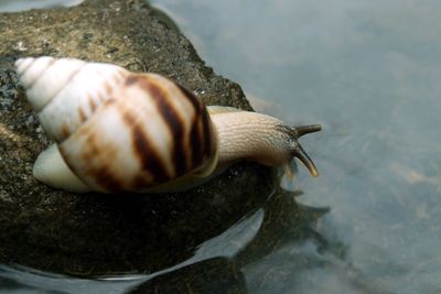 Close-up of snail in a water