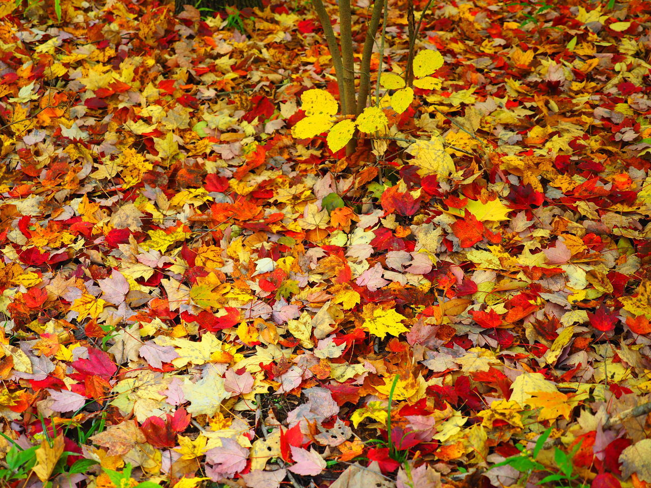 HIGH ANGLE VIEW OF MAPLE LEAVES ON AUTUMNAL TREE