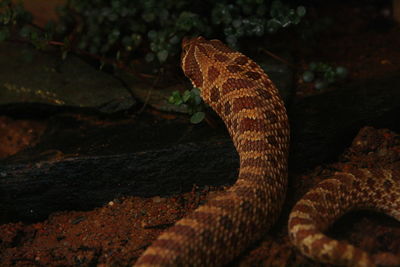 Close-up of snake