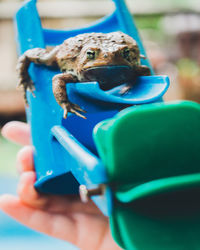 Close-up of crab in blue container