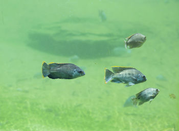 Fish swimming in sea