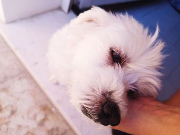 Close-up of a dog