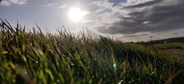 Crops growing on field against sky