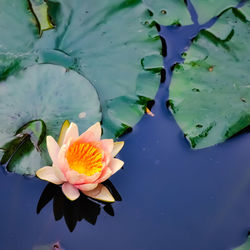 Lotus water lily in lake