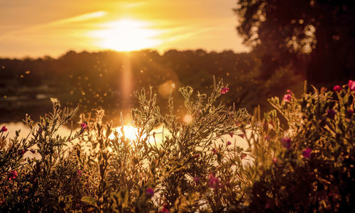 Close-up of plants growing on field against sky during sunset