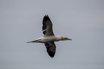 Low angle view of seagull flying against clear sky