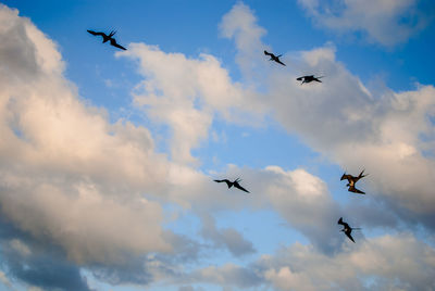 Low angle view of airplane flying in sky