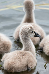 Sheep in a lake