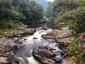 Stream flowing through rocks in forest