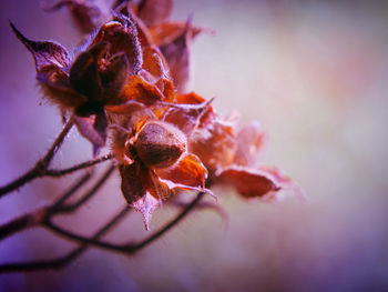 Close-up of wilted flower