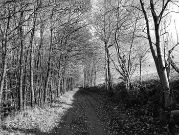 Road amidst bare trees in forest