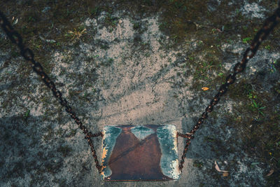 High angle view of plants on tree trunk