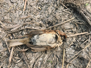 High angle view of bird in nest