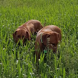 View of grassy field