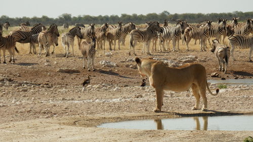 Lioness standing by zebras on ground