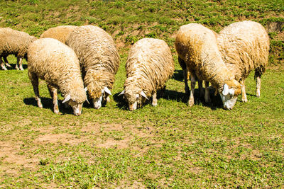 Sheep grazing in field