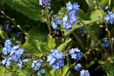 Close-up of bee pollinating on forget-me-not