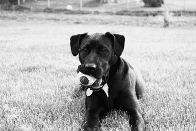 Portrait of dog on field