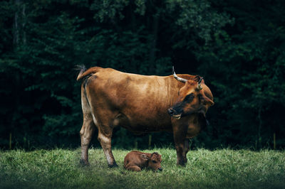Cows and calves grazing in the forest