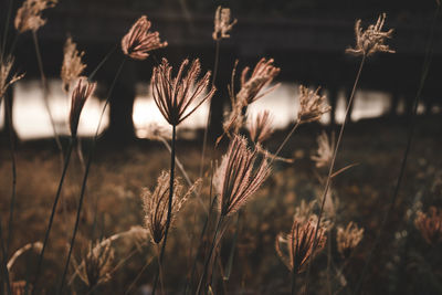 Close-up of dried plant on field