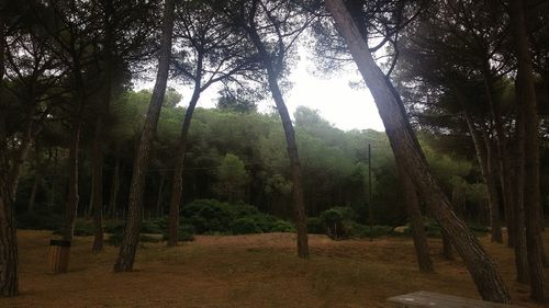 Trees in forest