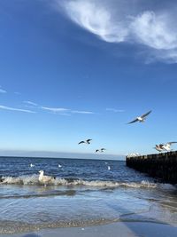 Seagulls flying over sea against sky