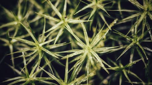Full frame shot of plants on field